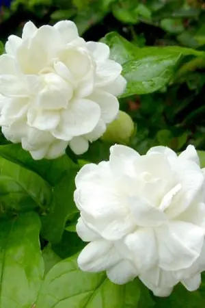 ปกนิยาย เรื่อง หวานปนขม ความรักของแม่