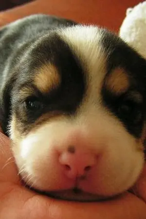 ปกนิยาย Mr. เด้งดึ๋ง