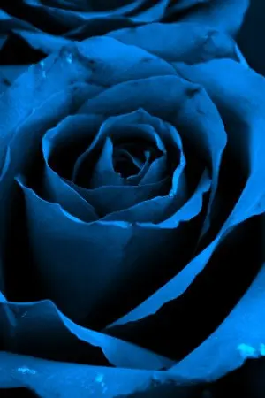 ปกนิยาย [Yaoi] My Novel, My Fic