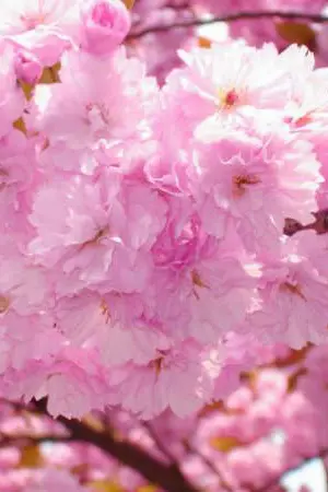 ปกนิยาย [fic reborn]Beagle love สายสืบรักป่วนหัวใจนายวองโกเล่