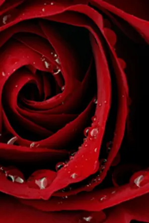 ปกนิยาย PRINCESS OF BLOODY ROSE | ตำนานเจ้าหญิงแห่งดอกกุหลาบสีเลือด