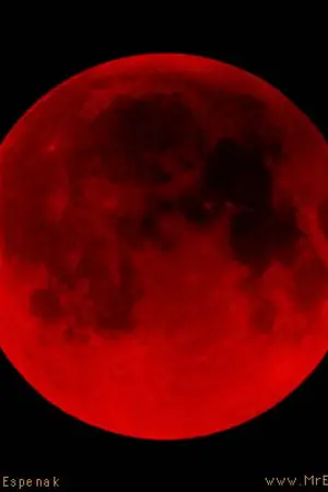 ปกนิยาย LADY  BELLEZZA   ความสวยงามแห่งรัตติกาล