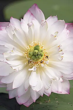 ปกนิยาย เรือนเสน่หา