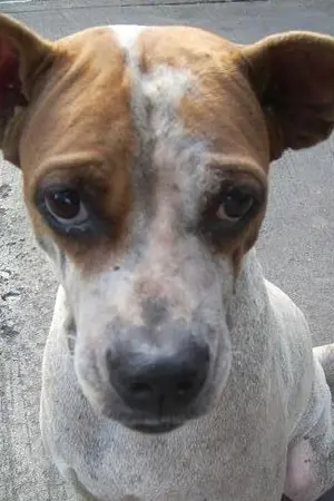 ปกนิยาย คำให้การของหมาวัด (ลงในdogilike)