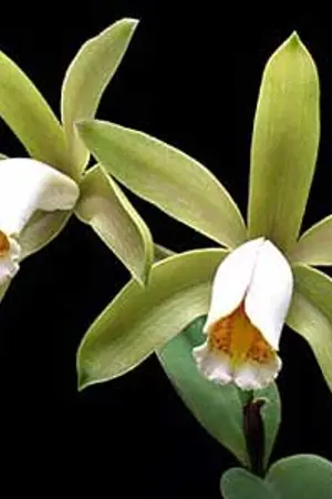 ปกนิยาย กล้วยไม้สุวรรณภูม