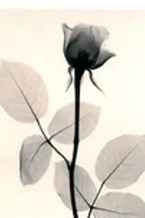 ปกนิยาย  ดวงใจจักรพรรดิ 