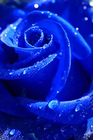 ปกนิยาย กุหลาบกลางทราย