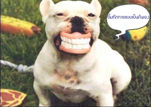 ขำขันกับรอยยิ้มของน้องหมา | Dek-D.Com