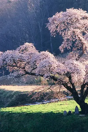 ปกนิยาย อย่าตามใจผมถ้าไม่รักกัน )-.-(