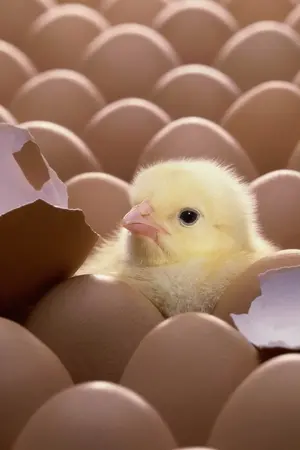 ปกนิยาย โล๊ะที่คั่น มีหนังสือและพรีเมี่ยมเล็กน้อยค่ะ