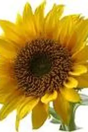 ปกนิยาย รักนั้น...อยู่หนใด