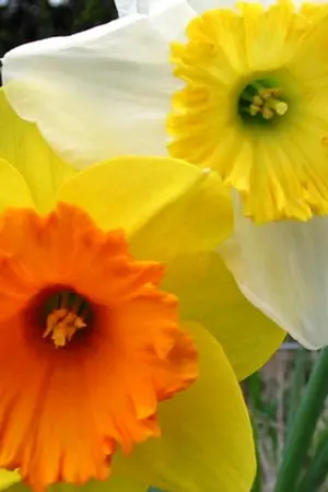 ปกนิยาย Mission Cupid ภารกิจยิงศรรักกลางหัวใจนาย!