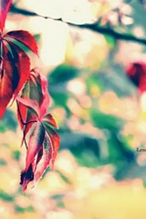 ปกนิยาย WALLPAPER  FOR  WALLCOO!!