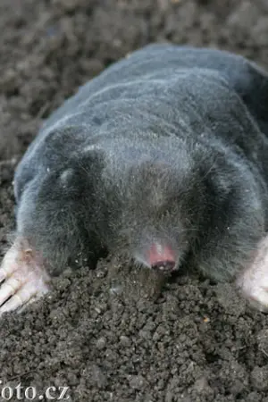 ปกนิยาย เพลงของกอนโดลินแบบห่วยๆ นะจ๊ะ