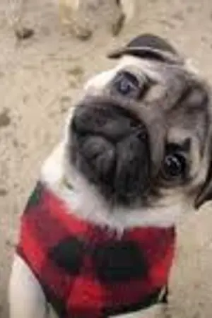 ปกนิยาย เธอคือดวงใจของฉัน