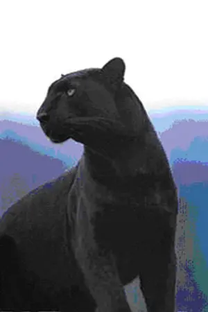 ปกนิยาย หมอเถื่อน ณ บ้านไพร