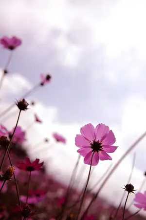 ปกนิยาย อยากลืมเธอ