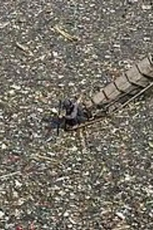 ปกนิยาย ต้นโพธิ์ผี~~