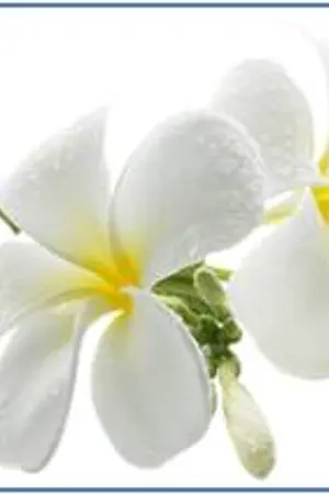 ปกนิยาย ลีลากามเทพ