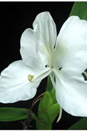 ปกนิยาย คู่ปรับรัก