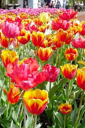 ปกนิยาย ลาฟลอร่า สุดป่วนก๊วนเจ้าหญิงกับเจ้าชายในฝัน