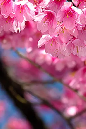 ปกนิยาย cardcapter sakura ตอน ซากุระกับงานวันเกิด