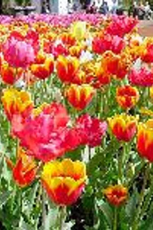 ปกนิยาย ลาฟลอร่า สุดป่วนก๊วนเจ้าหญิงกับเจ้าชายในฝัน season 2