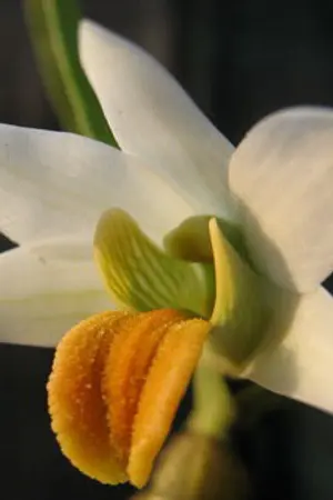 ปกนิยาย เอื้องแซะ ตำนาน ดอกไม้หายากในล้านนา