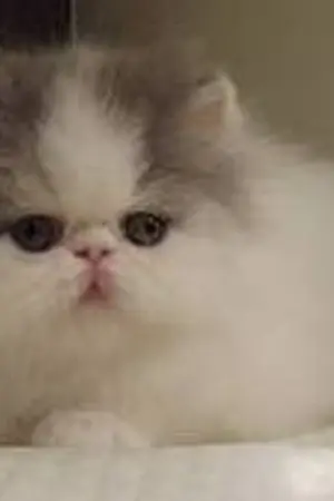 ปกนิยาย Chom plan ปิ้งรัก นายตัวแสบ