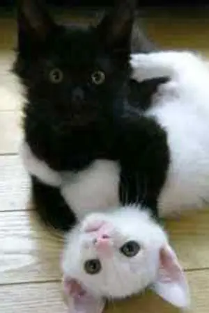 ปกนิยาย ภาพสีดำ สีขาว