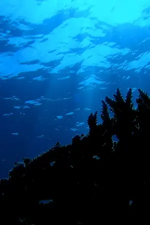 ปกนิยาย Dragon Heart (Yaoi)