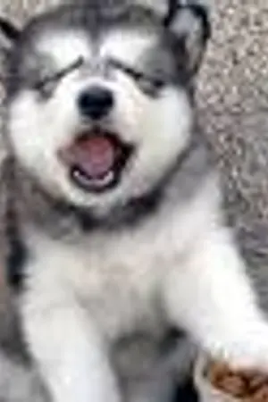 ปกนิยาย การผจญภัยของจีโร่(the Jiro adventure)