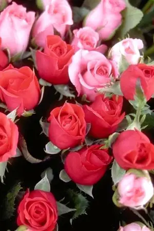 ปกนิยาย who care you are the one!