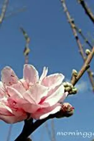 ปกนิยาย ความหมายของรัก