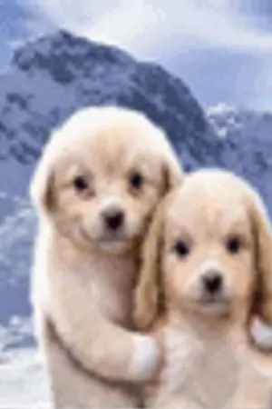 ปกนิยาย Sharmy Doll!!! >ศึกตุ๊กตาเวทย์<