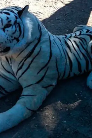 ปกนิยาย โอ้วละพ่อ!! ชาวบ้าน-ตำรวจ ตื่นเจอเสือขาว ที่แท้ตุ๊กตา -*-