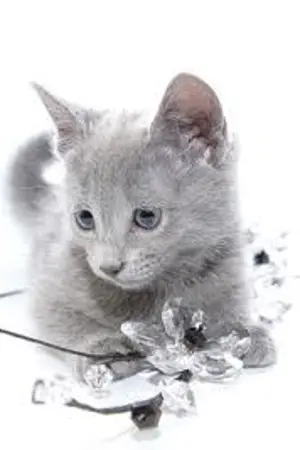 ปกนิยาย Cat's World