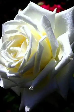 ปกนิยาย ดั่งดวงใจแม่  เรื่องสั้นหลายตอน (ซี่รี่ย์)