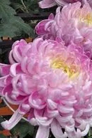 ปกนิยาย เพียงรักร้อยบุปผา : คิคุ (จบแล้ว)