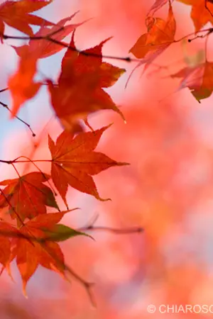 ปกนิยาย Ficหัวขโมยแห่งบารามอส-คำขอแต่งงานของ...