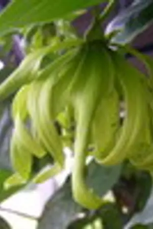 ปกนิยาย กระดังงาหัวยุ่ง