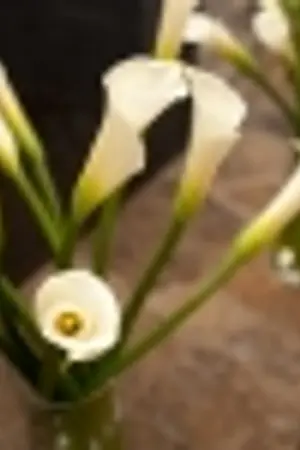 ปกนิยาย รินรัก