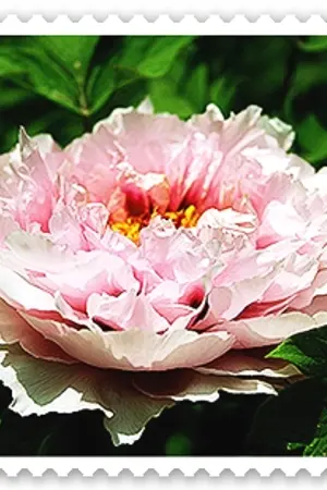 ปกนิยาย Fragrance of Paeonia   โบตั๋นสิเน่หา