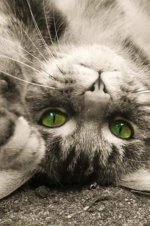 ปกนิยาย ได้มาเมื่อเสียไป