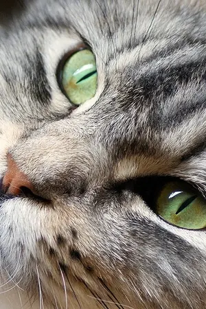 ปกนิยาย แมวเอ๋ยแมวเหมียว ~