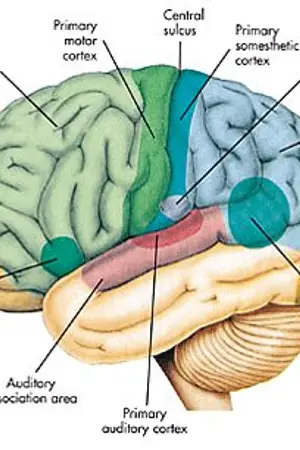 ปกนิยาย สรุประบบต่างๆภายในร่างกาย