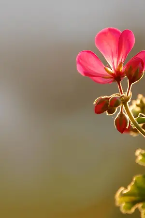 ปกนิยาย ♥♥ ♥ ♥  สมุนไพรไทย น่ารู้ ♥ ♥ ♥ ♥