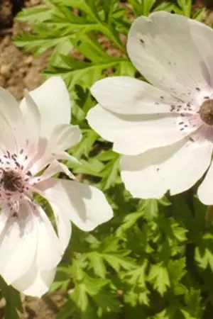 ปกนิยาย อ้อมกอด&ไออุ่น (ทำมือ)