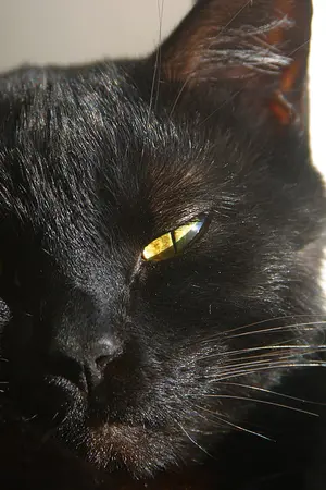 ปกนิยาย เรื่องสั้น ๆ ของวิฬาร์