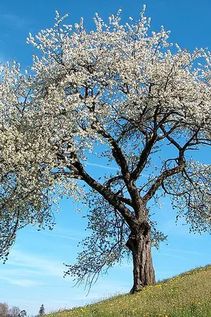 ปกนิยาย shinhwa fic : some one like you (ricmin-jinsyung-dysung+wan